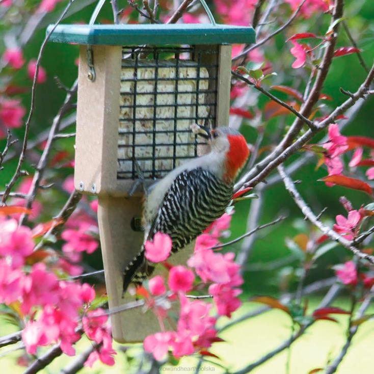 Plow & Hearth Podajnik do pojedynczego ciasta 02XR6773 podwórko i ogród